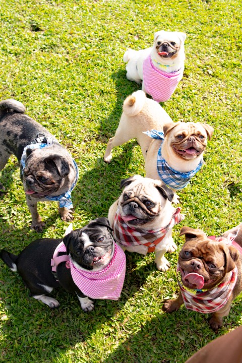 Foto do Pugnic 2026